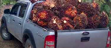 Harga TBS Sepekan Kedepan Turun Rp 58,59